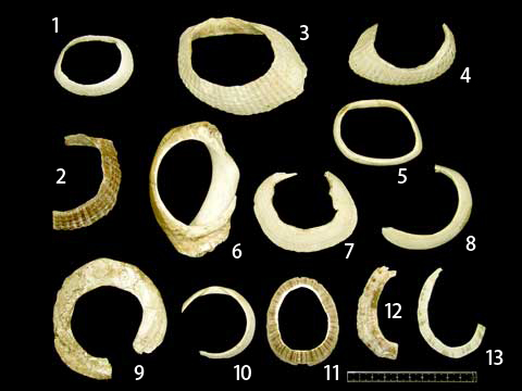 貝殻の中央に穴が開いているもの、一部破損して欠けている物など、出土された貝輪が13個ならんでいる写真