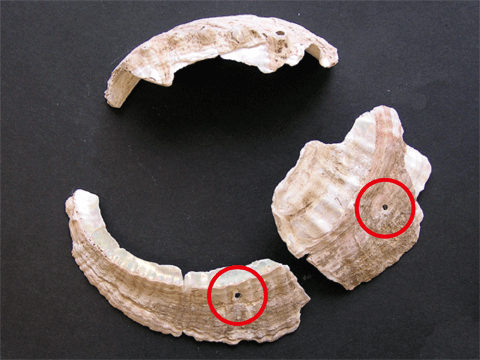 殻の縁辺部に穴が開けられた3個のメガイアワビの貝殻の写真。