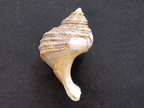 殻に棘が無いタイプのサザエの貝殻の写真。