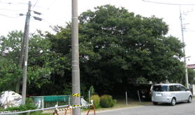 大きな木々の横に車が停まっている、君塚天神山古墳周辺の様子写真