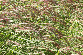 左へなびくたくさんの薄茶色の稲と、左へなびくたくさんの緑の葉の写真