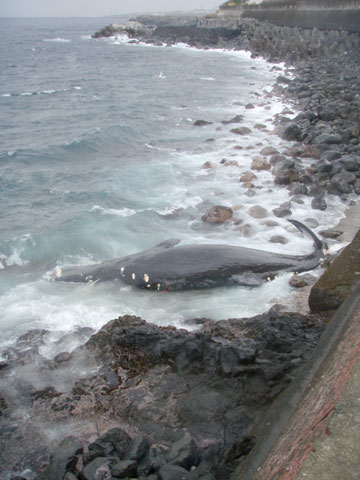 ごつごつと大きな岩が転がっている海岸にクジラが座礁している写真