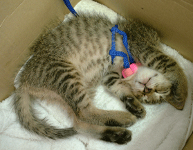タオルを敷いた箱の中で、青いハーネスをつけたキジトラの子猫が眠っている写真