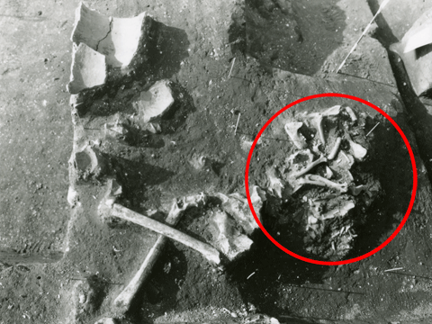 土の中から所々骨の一部が見えてきている状態、骨が多く重なっているところに赤い丸で印をつけいている白黒写真
