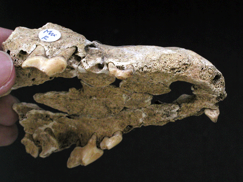 茶色い先が細った犬の上顎の形をした化石から、奥歯にあたる部分の歯だけが残っており、他の歯は全てなくなっている様子の写真