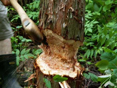 石斧に木の柄を取り付けられた横斧で木の幹に切り込みを入れながら伐採作業をしている写真