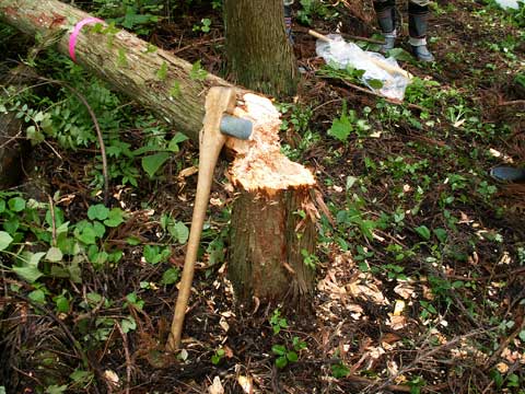 石斧に木の柄を取り付けられた横斧と伐採された木が横たわっている写真