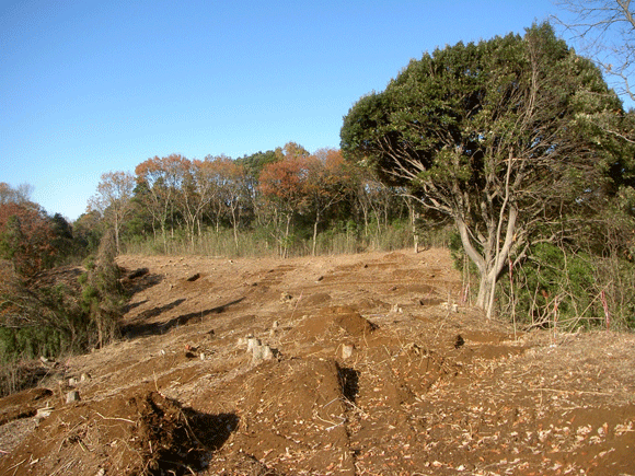 伐採され、茶色い地面が剥き出しになっているが左右にはまだ青々とした木々が残っている様子の写真