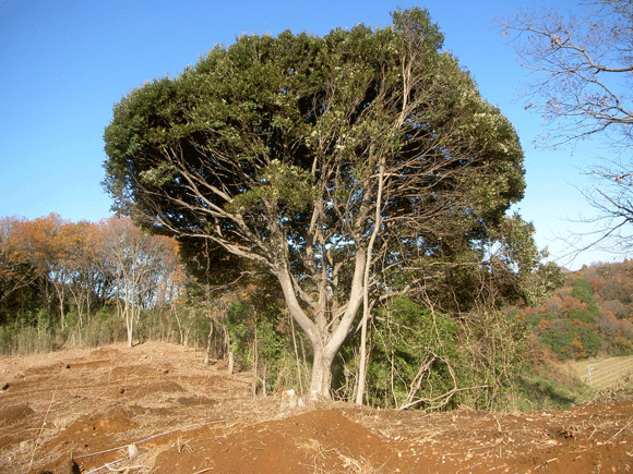 手前は伐採されているが、奥は木々が残っている様子、正面には特に大きな樫の木が生えていて、それに沿うように白くて細い樫の木も側に生えている写真