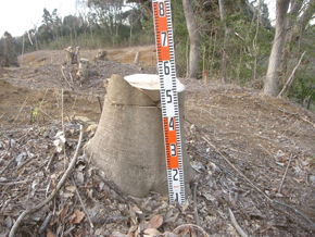 伐採された木の株を横から写し、地面からの高さを測るようにメジャーをあてた写真