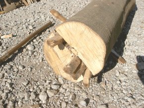 丸太の切り口を見えるように置かれており、切り口は半分のところで割れ目ができている、そこに木製の木のかけらが4つほど差し込まれている様子の写真