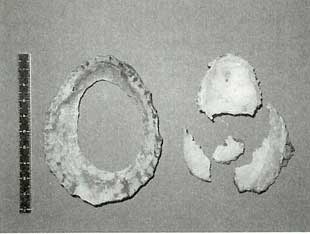 中央に大きな穴の開いた貝輪と割れてい舞ったオオツタノハ貝が並んでいる写真