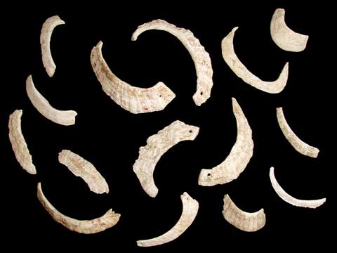 割れてしまい1部分だけ出土された15個のオオツタノハ製貝輪の写真