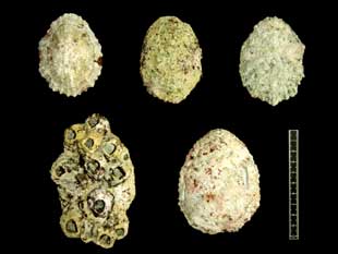 オオツタノハ貝殻が5枚並んでいる写真