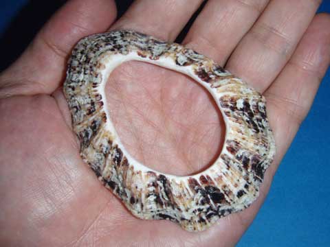 手のひらにのっている中央に大きな穴の開いたオオツタノハ製の貝輪の写真