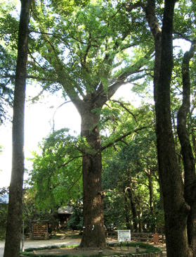 太く大きな幹が真っすぐに上に伸び枝を広げて、青々とした葉が生い茂っている大銀杏の木の写真