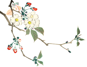二本の枝に分かれ、先のほうは花が散り葉になっている桜のイラスト