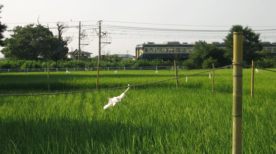 稲が植えられた一面に広がる田んぼ、その奥に電車が通っている写真