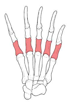 ツキノワグマの指骨で垂飾品として利用した部分を赤色でしめした左手骨格図