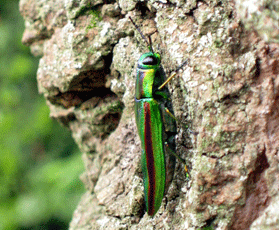 緑色の金属光沢があり、背中に虹のような赤と緑の縦じまが入っているヤマトタマムシが木にとまっている写真