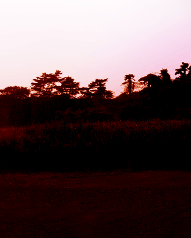 木々の後ろに広がる薄紫色の夕焼けの写真