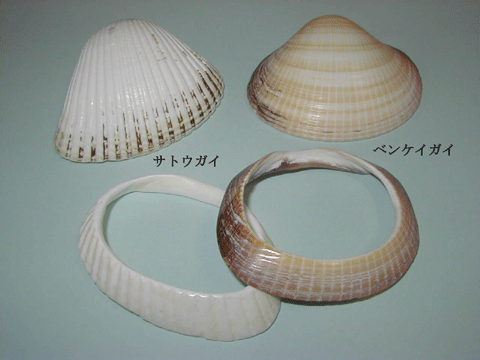 白色のサトウガイ、白色と黄褐色の筋が入ったベンケイガイの貝殻を横並びにし、その手前にそれぞれの貝殻で貝輪にしたものの写真。