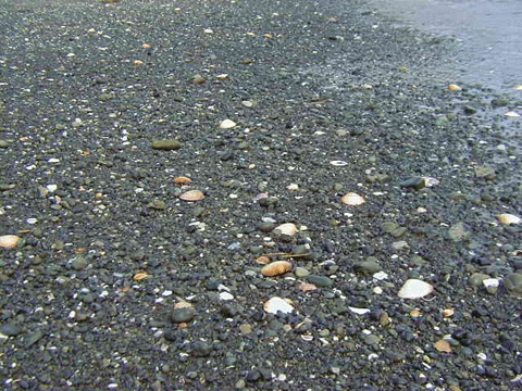 海岸に打ち上げられた数十個の貝の写真