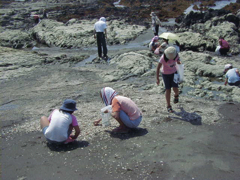 海岸で袋を持ち貝殻拾いをしている十数名の大人と子どもの写真
