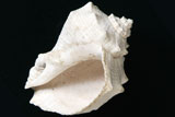 白いアカニシ貝の写真