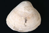 シオフキ貝の写真