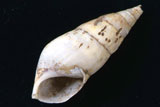 カワニナ貝の写真