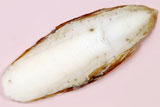 全体的に白く、縁が茶色くなっているコウイカ現生標本の写真