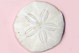 表面に5弁の花紋がある丸くて白いカシパンウニ現生標本の写真