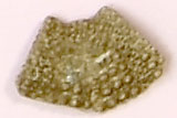 黄土色で表面に丸くて小さな突起物が沢山あるサンショウウニの写真