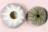 丸くて中央に穴が開き表面に丸い突起物が沢山ついているサンショウウニ現生標本の写真