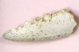 ハサミ部分と思われる白いモクズガニの一部分の写真
