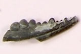 ハサミ部分と思われるワタリガニ科の一部分の写真