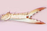 ワタリガニのハサミの部分の標本の写真