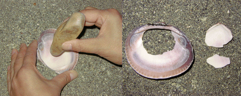 砂の上で右手で石ハンマーを持ち左手で貝殻を持って殻の内側をたたこうとしている写真と穴の空いた貝殻の写真