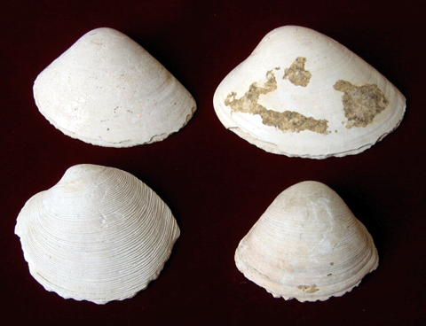 黒い背景に、4つ並べられており、多少大きさの違う白っぽい色で縁がところどころ欠けている貝刃の写真