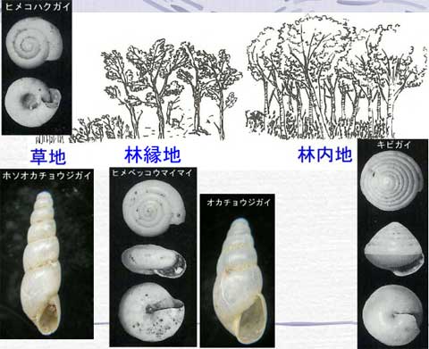 陸産微小貝の生息地