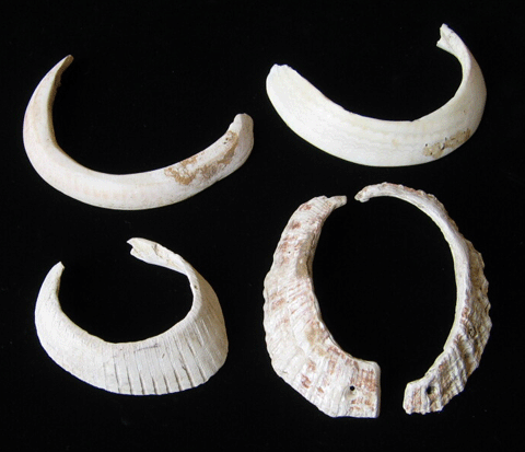 三日月のような形に加工された白や薄茶色の筋が入った貝殻が上に2つ下に3つ並んでいる写真
