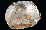 少し光沢のあるアワビの貝殻の写真