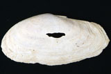 中央に穴が開いている白くて薄いムラサキガイの写真