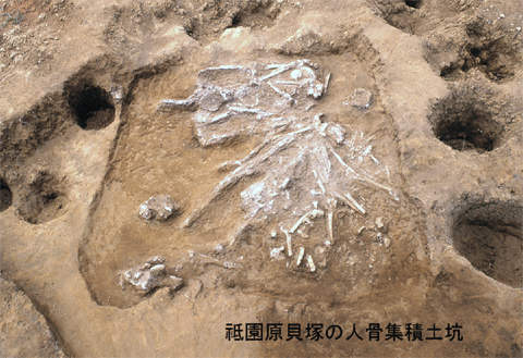 白い人骨が四角く掘られた箇所にバラバラに散らばっている状態で発掘された祗園原貝塚の人骨集積土坑の写真