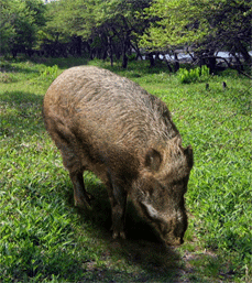 猪が木々に囲まれた草むらで草を食べている様子の写真