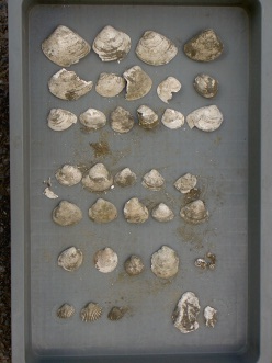 長方形の入れ物に、様々な大きさの貝殻が綺麗に並べられている写真