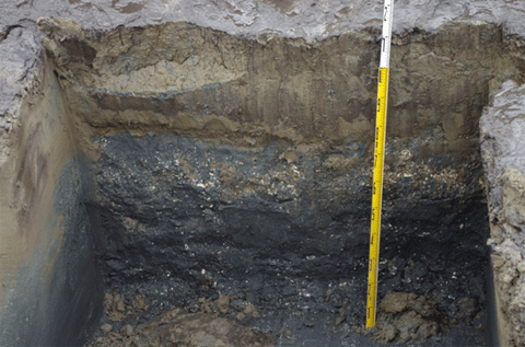 垂直に穴が掘られスケールを立て掛けてある八幡蕗原地区のシルト層内の自然貝層の写真