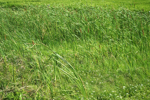 緑生い茂る調査区水田耕作放棄地湿地に広がるガマの群落の写真