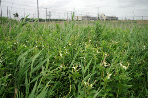 緑に生い茂る調査区水田耕作放棄地湿地に広がる半化粧の群落の写真